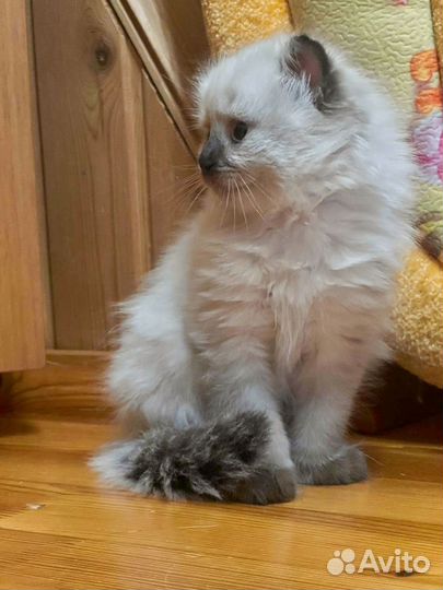 Котёнок регдолл, мальчик