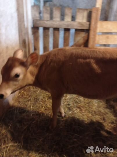 Тёлка джерсейской породы