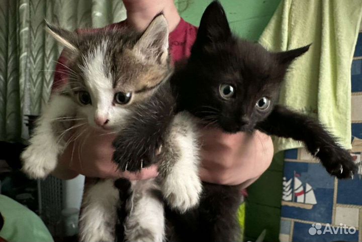 Котята в добрые руки Шумерля