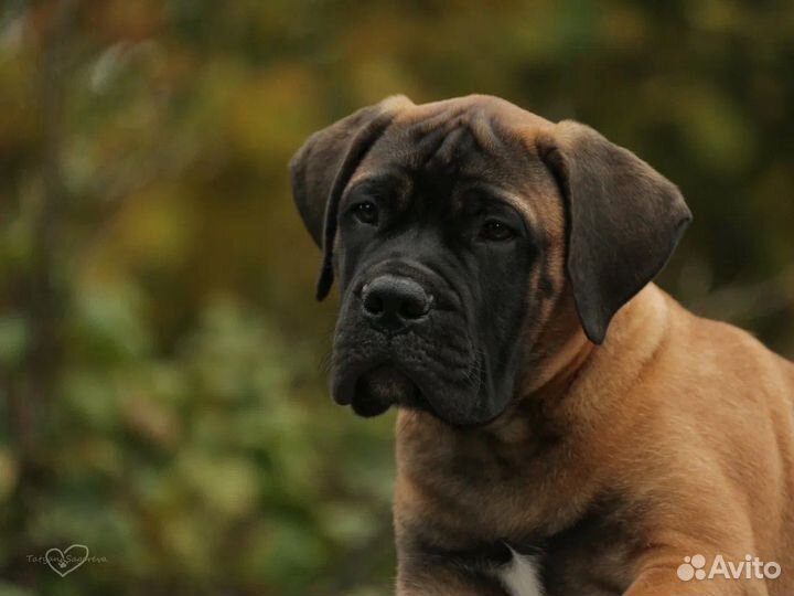 Бульмастиф