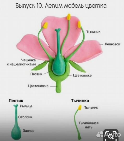 Репетитор по биологии, подготовка к ЕГЭ