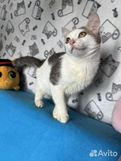 Котята в добрые руки бесплатно