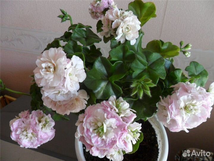 Пелоргония