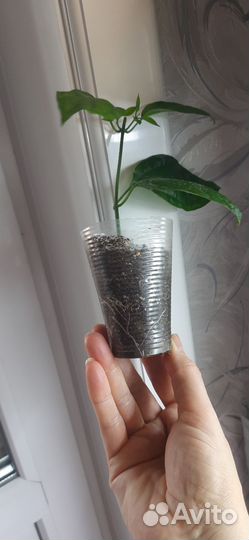 Клеродендрум Томпсон