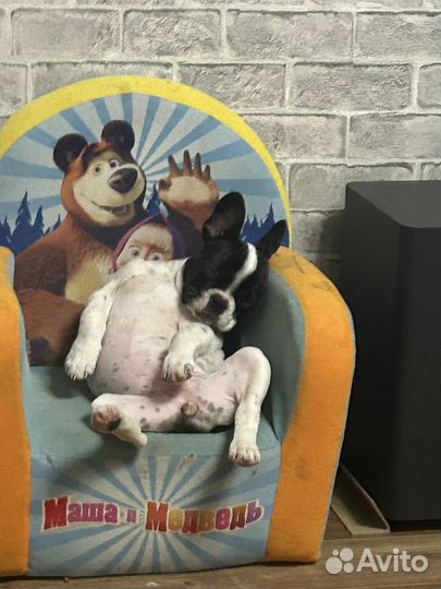 Щенок французский бульдог