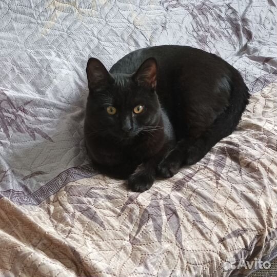 Кот