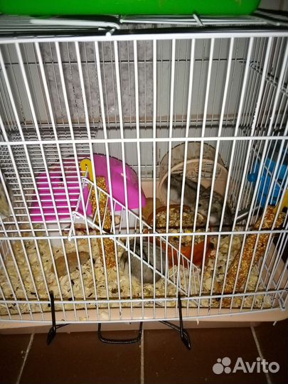 Джунгарские хомяки