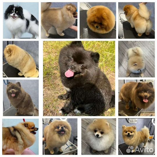 Груминг стрижка собак,ищу модель породы Шпиц