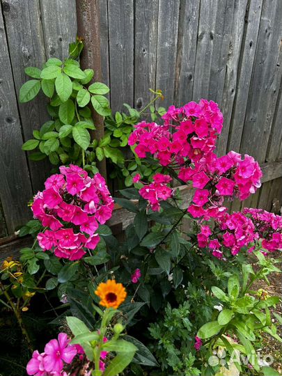 Флоксы многолетние, сортовые