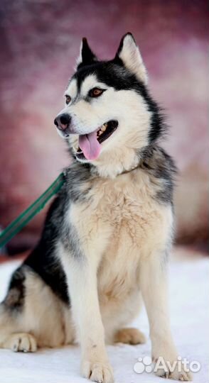 Ласковая девочка Баффи