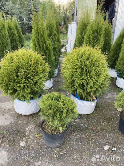 Туя шаровидная