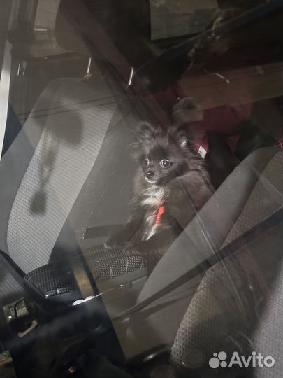 Немецкий шпиц щенок