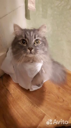 Кошка в добрые руки
