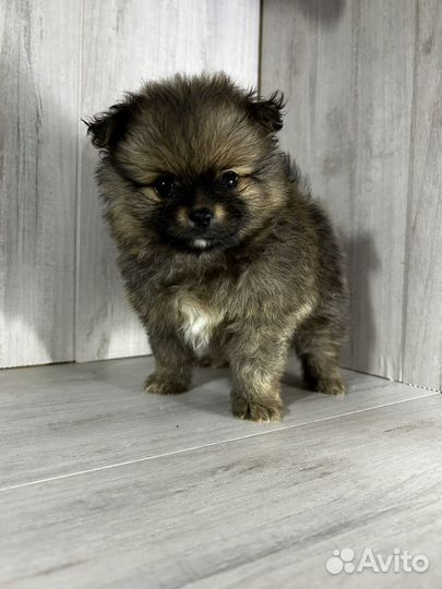 Померанский шпиц мини