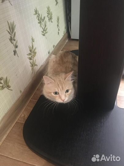 Котята отдам в добрые руки бесплатно