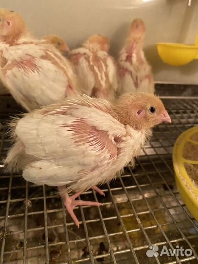 Радонежский перепел - инкубационное яйцо, перепела