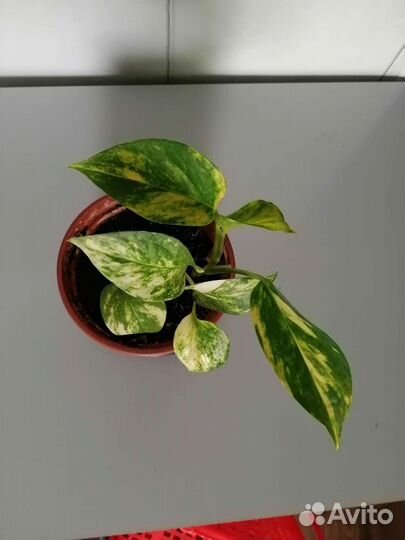 Сциндапсус