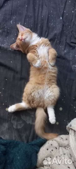 Котята в добрые руки бесплатно коты