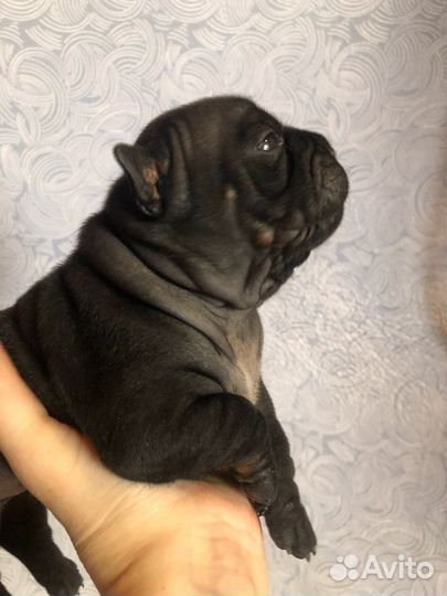 Щенки чунцина