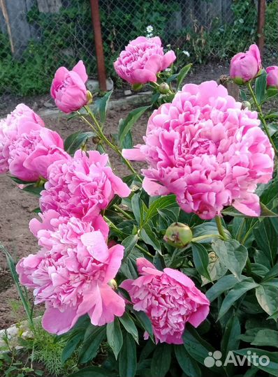 Пионы куст,астильба,флоксы,ромашка