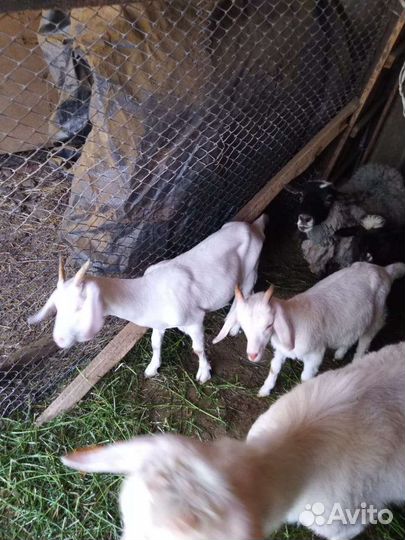 Козы козлы козлята