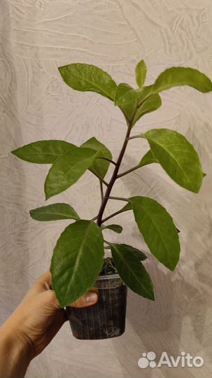 Джинура растения