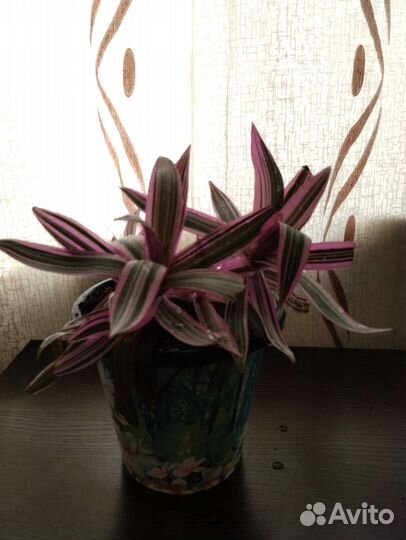 Традесканция разноцветная или же рео