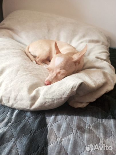 Мини той-терьер