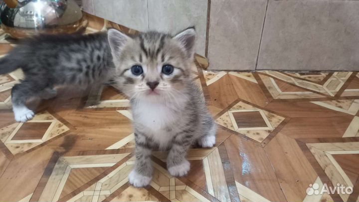 Котята в дар бесплатно