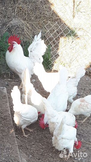 Яйцо инкубационное