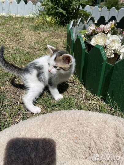 Котята в добрые руки с паспортом