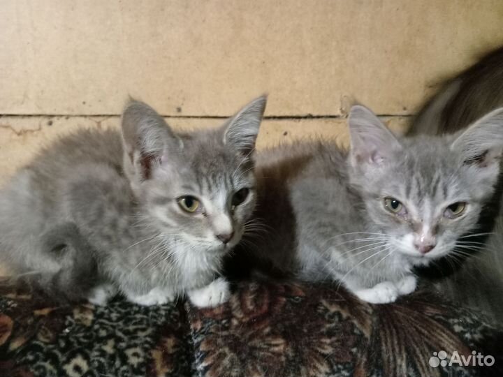 Котята