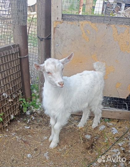 Козлята