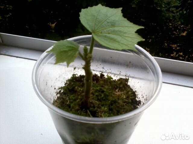 Гибискус изменчивый, Мелалеука