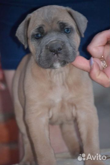 Щенки кане корсо от Импортных производителей