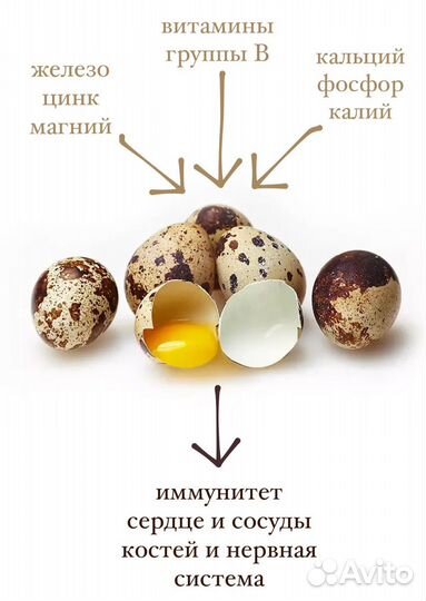 Яйца перепелиные в наличии и под заказ