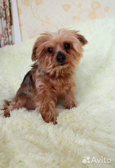 Маленькая собачка в добрые руки