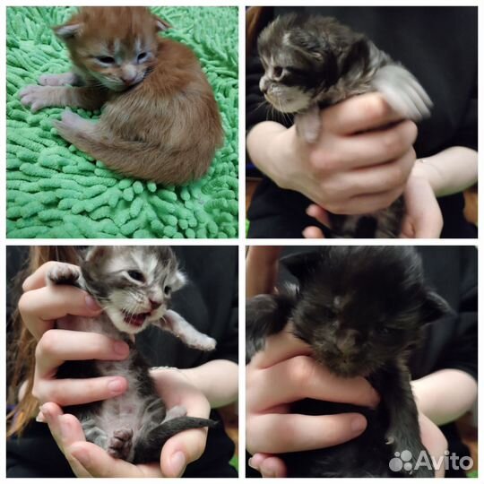 Продам котят мейн-кун