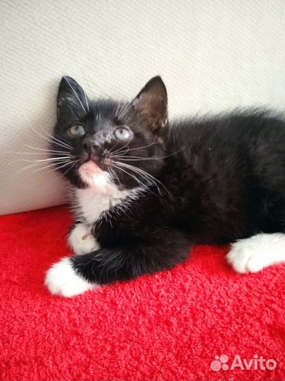 Котенок девочка, 1,5мес