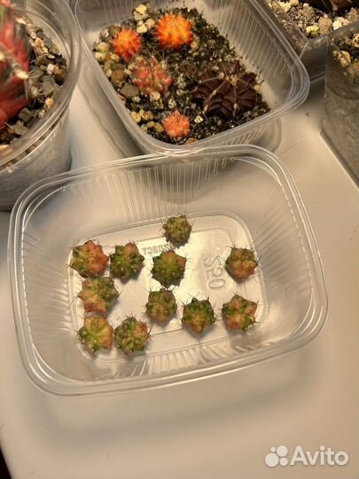 Кактус гимнокалициум