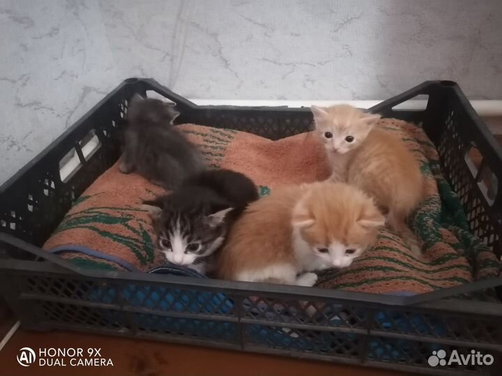 Милые котики