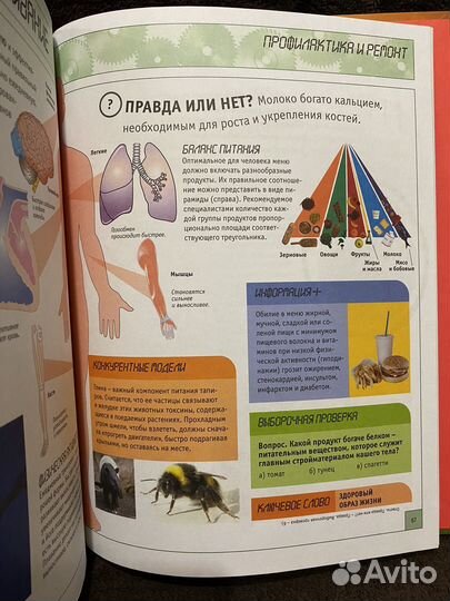 Тело человека