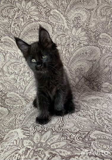 Котята мейн-кун