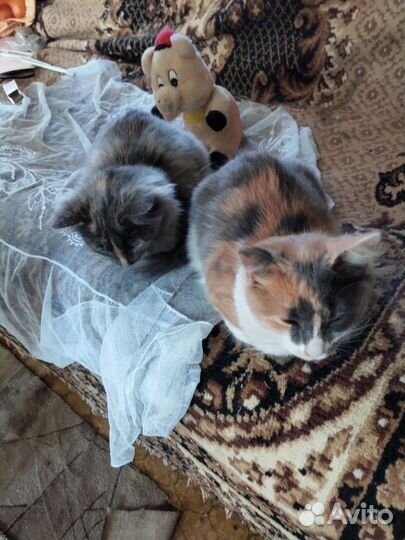 Отдам котят в добрые руки
