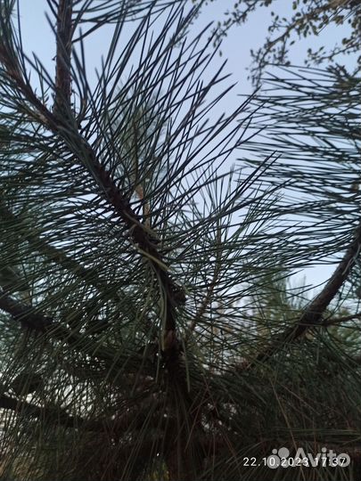 Сосна на штамбе