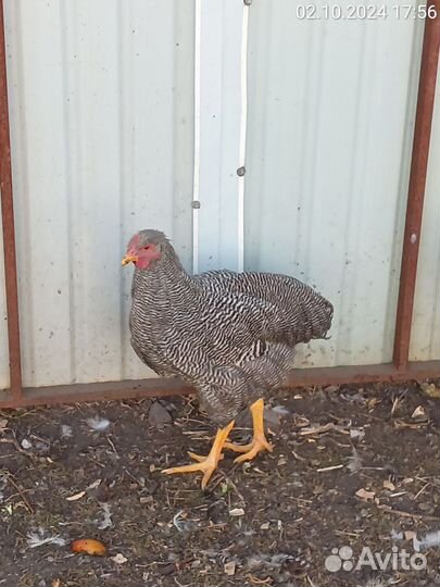 Молодые петушки Плимутрок, Ливенская