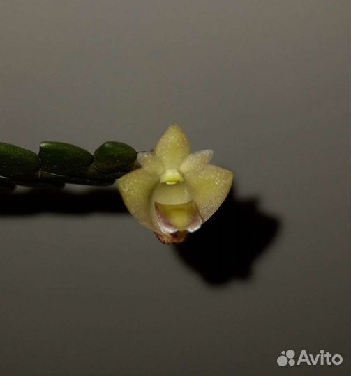 Орхидея Dendrobium leonis Ваниль