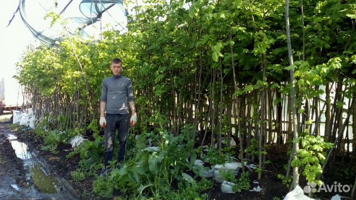 Саженцы Липы крупнолистная крупномеры