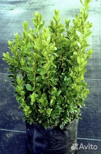 Туя саженцы