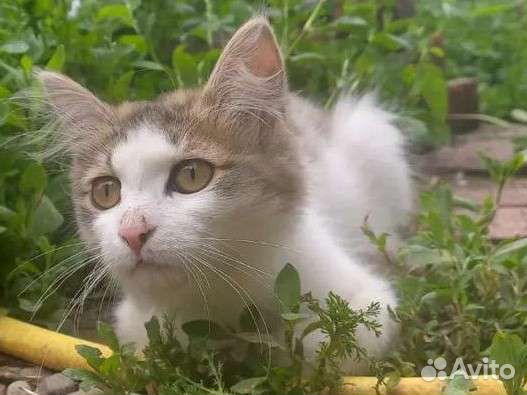 Кошка в дар